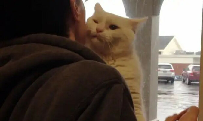 Kot z rozpędu wskoczył na ramię do osoby, która przybyła do schroniska i wrócił z nim do domu