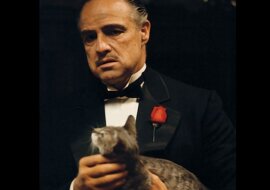 Niezwykła historia kota Dona Corleone z „Ojca chrzestnego”