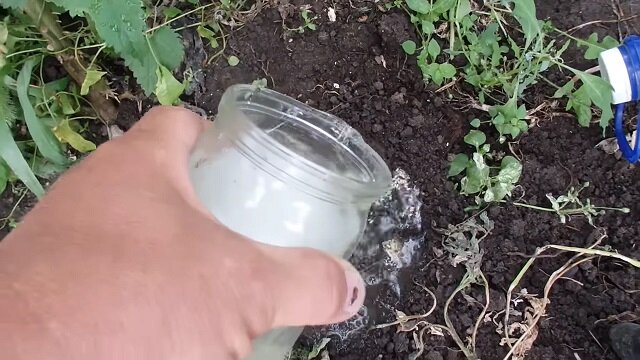 Jak w ciągu 7 minut przygotować roztwór, który pozbawi wasz ogród wszystkich mszyc i mrówek