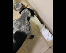 Bardzo dobrze wychowany pies przypadkowo rozsypał jedzenie i nie chciał denerwować właścicielki. Wideo