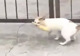 Uparty kot stał się gwiazdą internetu. Wideo