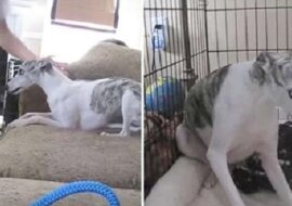 Wynajęli opiekuna dla psa i pojechali na wczasy. Gdy wrócili i zobaczyli to nagranie, zdębiali