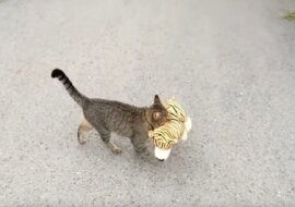 Pręgowany kot „pożycza” pluszową zabawkę u sąsiadów