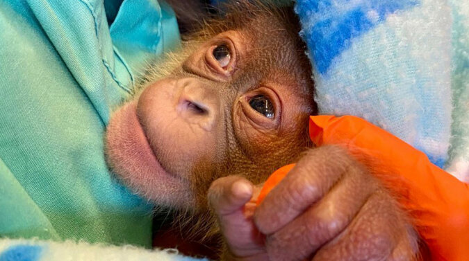 W amerykańskim Zoo urodził się niezwykle rzadki rodzaj ssaka naczelnego - orangutan