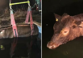 Ludzie zauważyli krowę, która wpadła do basenu