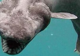 W Portugalii złapano prehistorycznego rekina