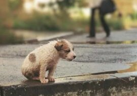 Dziecko przyniosło do domu trzęsącego się szczeniaka z ulicy, a matka nie potrafiła go przegonić