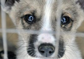 Poszła do schroniska, aby wybrać psa. Przeczytaj tę historię