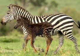 W Kenii urodziła się niezwykła zebra: maleństwo nie jest w paski, a pokryta jest cętkami