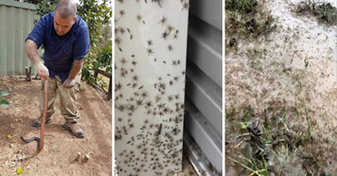 W Australii tysiące węży i ​​pająków szukają schronienia w domach mieszkańców