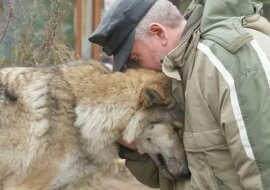 Wilczyca przyszła żebrać o jedzenie i leśniczy nad nią się zlitował. Dwa miesiące później do wioski przybyły trzy wilki i podziękowały mężczyźnie