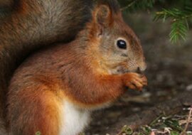Każdego roku wiewiórki „sadzą” tysiące drzew