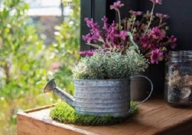 Włożyła zapałki do doniczki. Zobacz dlaczego, a też zaczniesz stosować ten trik