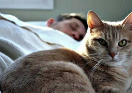 Co wskazują konkretne miejsca i pozycję zwierząt