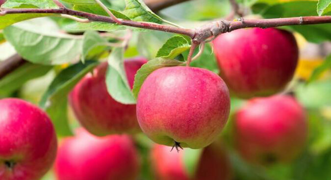 Aby uchronić jabłoń przed procesem starzenia się