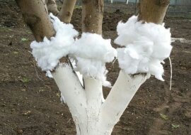 Jak łatwo chronić drzewa owocowe przed mrówkami? Zobacz