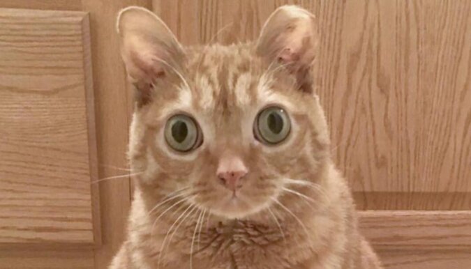 Najbardziej „zaskoczony” kot został znaleziony w USA