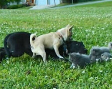 Mały Chihuahua o imieniu Charlie uratował kocięta przed dużym psem
