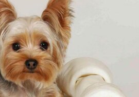 Bardzo mądry pies. Umiejętności tego psa zachwycą