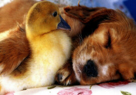 Wzruszająca przyjaźń psa i kaczątka wzruszyła internet