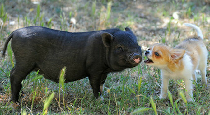 Odnaleźli się nawzajem: pies zaprzyjaźnił się ze świnią sąsiada i są teraz nierozłączni