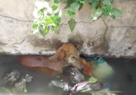 Pies nie potrafił utrzymać się na chodniku ze względu na złamaną łapę i wpadł do rowu. Nie mógł wypłynąć, musiał czekać na koniec