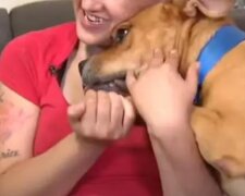 Amerykanka dwa lata później znalazła w schronisku swojego zagubionego zwierzaka