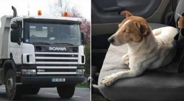 Kierowca ciężarówki uratował bezpańskiego psa. Zdumiał się, gdy pies pokazał mu w lesie to