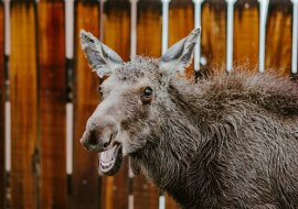 Łosica „stworzyła” przedszkole na dziedzińcu budynku mieszkalnego. To był niezapomniany dzień