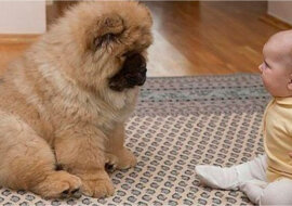 Neurolog przepisał choremu dziecku psa chow-chow