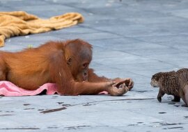 Przyjaźń rodzin: w belgijskim Zoo rodzina orangutanów zaprzyjaźnia się z rodziną wydr