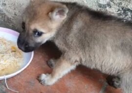 Dwóch małych chłopców wyciągnęło ręce do tonącego szczeniaka, próbując go tym uspokoić