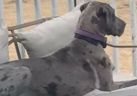 Tak jest wygodniej: bezczelny pies zawsze dokucza swojemu przyjacielowi - zabawne wideo