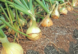 Jak uprawiać duże cebule z rozsady: łatwy sposób