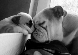 Te psiaki doskonale wiedzą, jak powinna wyglądać rodzina