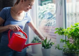 Super sprawa. Do litra wody wlej pół szklanki mleka, podlej rośliny i obserwuj, co się będzie działo