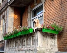 Pies na balkonie stał się nową atrakcją w Gdańsku