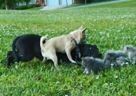 Malutki piesek chihuahua o imieniu Charlie uratował kociaki przed dużym psem