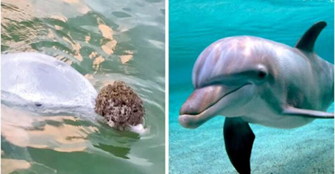 Delfin przynosi ludziom prezenty z dna oceanu i wymienia je na jedzenie