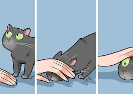 Dowcipny i szczery komiks o tym, jak to jest mieszkać z kotem