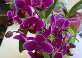Poprosiłam pracownice kwiaciarni o „przepis” na karmienie kwiatów. Po skorzystaniu z tej sztuczki orchidee kwitną
