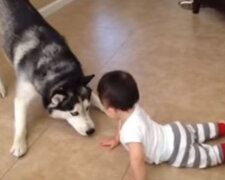 Zabawna gra husky i dziecka rozśmieszyła Internet. Wideo