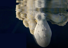 Jak ośmiornica zmienia kolor we śnie: hipnotyzujące wideo