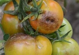 Te środki zaradcze na zawsze uwolnią twój ogród od fytoftorozy