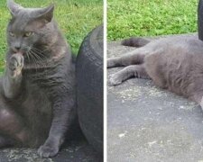 Przez cały rok kobieta zdobyła zaufanie kota włóczęgi, a on zamienił się w dużego domowego futrzaka