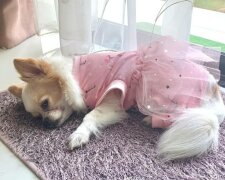 Mały chihuahua czeka cały dzień na najważniejszą osobę w swoim życiu - i nie jest to właściciel