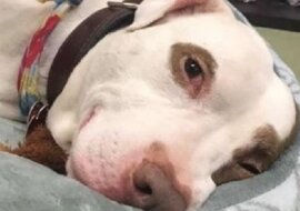 Pies został sam w schronisku. Był tak samotny, że z tęsknoty przestał jeść i pić