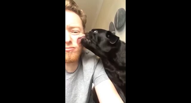 Mężczyzna postanowił polizać psa w odpowiedź – filmik o zabawnej reakcji zwierzaka