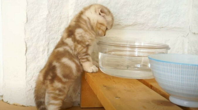 „Najsłodszy filmik na świecie!”: kocięta próbujące wodę po raz pierwszy podbiły Internet
