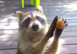 Uroczy szop używa kamień dla tego, żeby pokazać że jej miska jest pusta. Zobacz